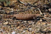 0J6A7257Gila_Monster