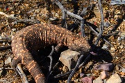 0J6A7270Gila_Monster