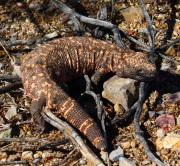 0J6A7274Gila_Monster