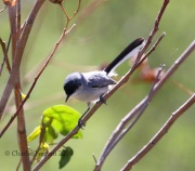 0J6A7296Black-capped_Gnatcatcher