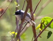 0J6A7308Black-capped_Gnatcatcher