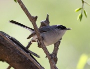 0J6A7313Black-capped_Gnatcatcher