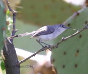 0J6A7318Black-capped_Gnatcatcher