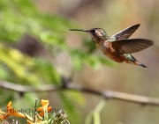 0J6A7358Rufous_Hummingbird