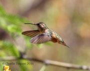 0J6A7359Rufous_Hummingbird