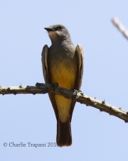 0J6A7371Cassin's_Kingbird