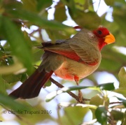 0J6A7375Pyrrhuloxia