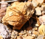 0J6A7394Brown_Recluse