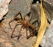 0J6A7408Brown_Recluse