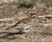 0J6A7414Lark_sparrow