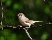 0J6A7422Bell's_Vireo