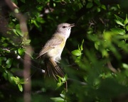 0J6A7438Bell's_Vireo