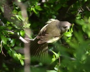 0J6A7448Bell's_Vireo