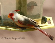 0J6A7507Pyrrhuloxia