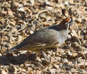 0J6A7529Gambel's_Quail