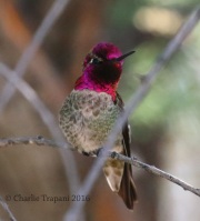 0J6A7537Anna's_Hummingbird