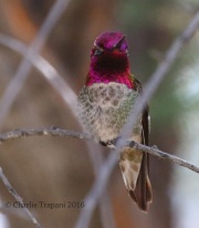 0J6A7539Anna's_Hummingbird