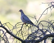 0J6A7590Band-Tailed_Pigeon