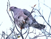 0J6A7597Band-tailed_Pigeon