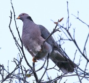 0J6A7603Band-tailed_Pigeon