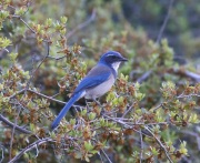0J6A7614Western_Sscrub-Jay