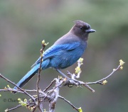 0J6A7644Steller's_Jay