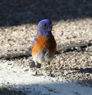 0J6A7649Western_Bluebird
