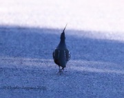 0J6A7653Mountain_Quail