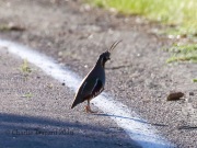 0J6A7656Mountain_Quail