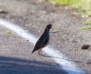 0J6A7657Mountain_Quail