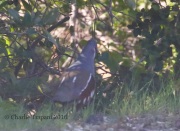 0J6A7674Mountain_Quail