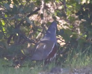 0J6A7675Mountain_Quail