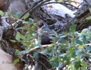 0J6A7700Mountain_Quail