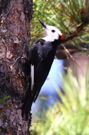 0J6A7718White-Headed_Woodpecker