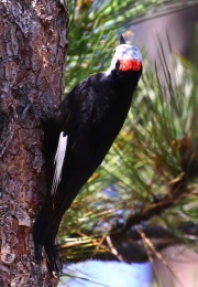 0J6A7720White-Headed_Woodpecker