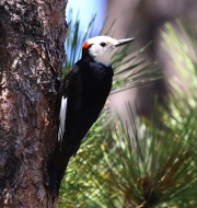 0J6A7730White-Headed_Woodpecker