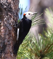 0J6A7731White-Headed_Woodpecker