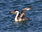 0J6A7768Western_Grebe