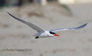 0J6A7814Caspian_Tern