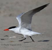 0J6A7823Caspian_Tern