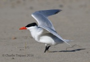0J6A7827Caspian_Tern