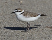 0J6A7832Snowy_Plover