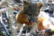 0J6A7915Island_Gray_Fox