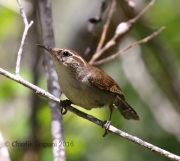 0J6A7972Island_Bewick's_Wren