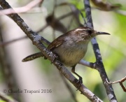 0J6A7980Island_Bewick's_Wren