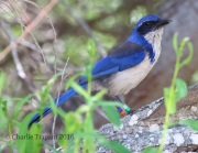 0J6A8001Island_Scrub-Jay