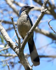 0J6A8029Island_Scrub-Jay