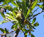 0J6A8080Island_Orange-crowned_Warbler