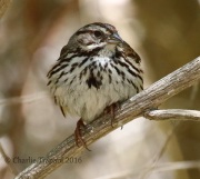 0J6A8107Island_Song_Sparrow