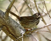 0J6A8122Island_Song_sparrow